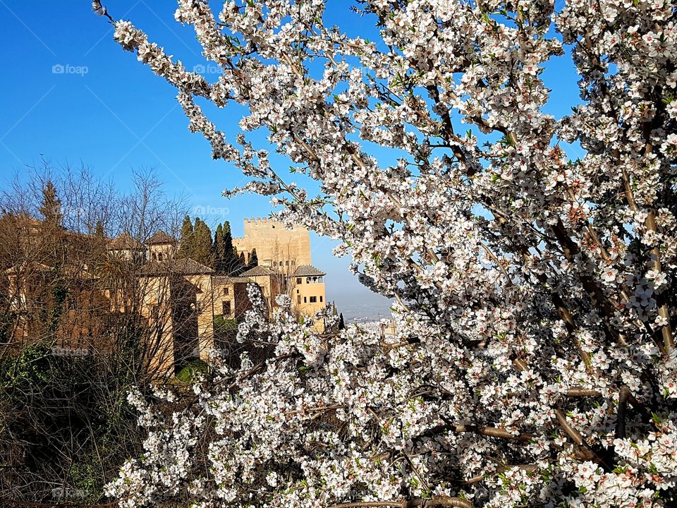Primavera en Alhambra