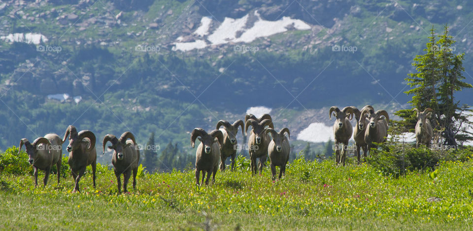 of park mammals mountains by arizphotog