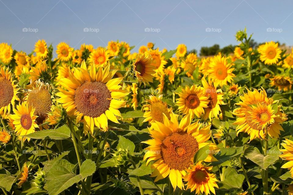 Sunflowers