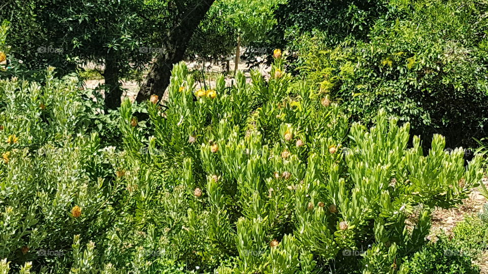 Protea bush with flowers in Stellenbosch South Africa