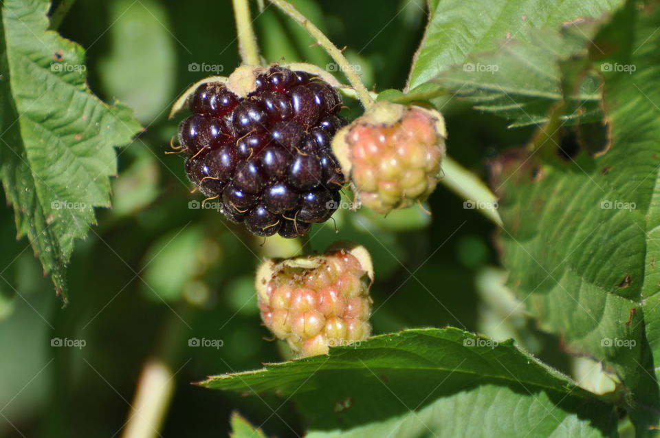 Wild blackberries