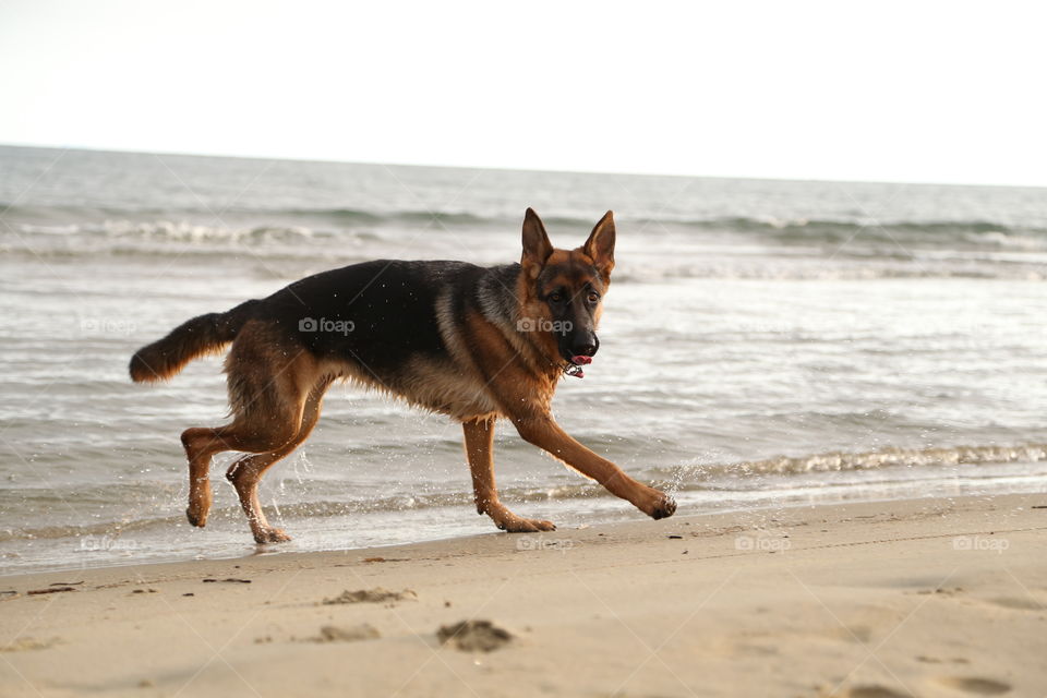 German shepherd seaside