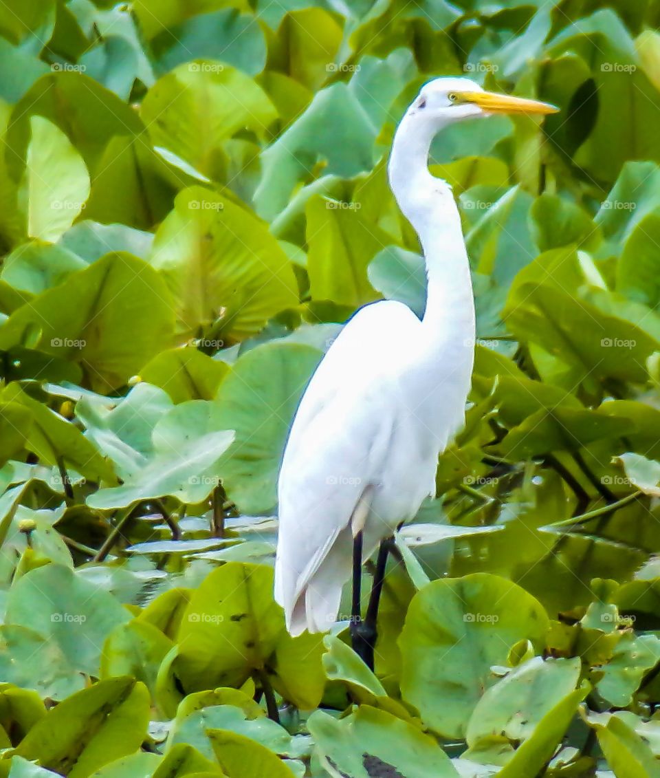 Heron in pond