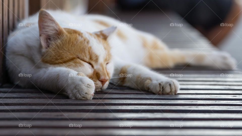 Sleeping cat 