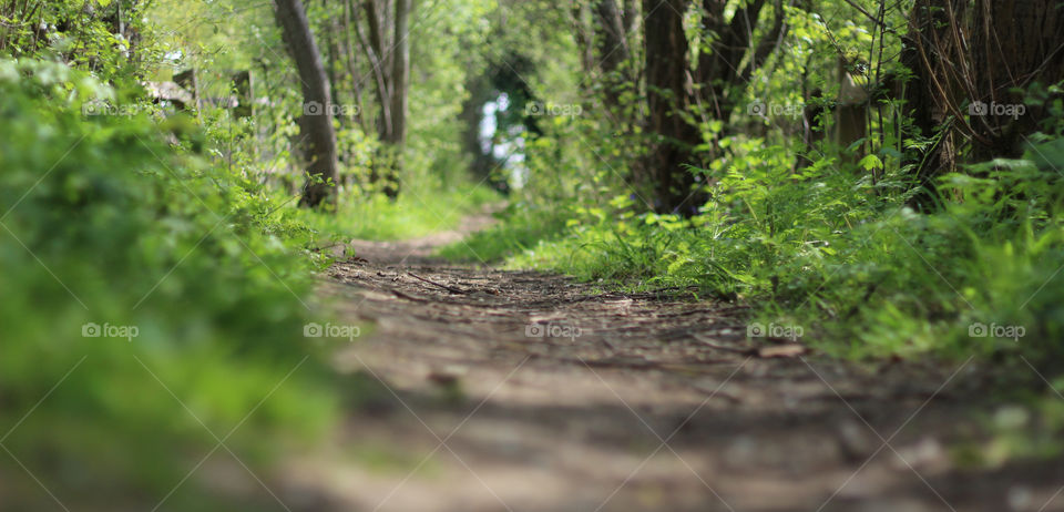 Empty road in forest