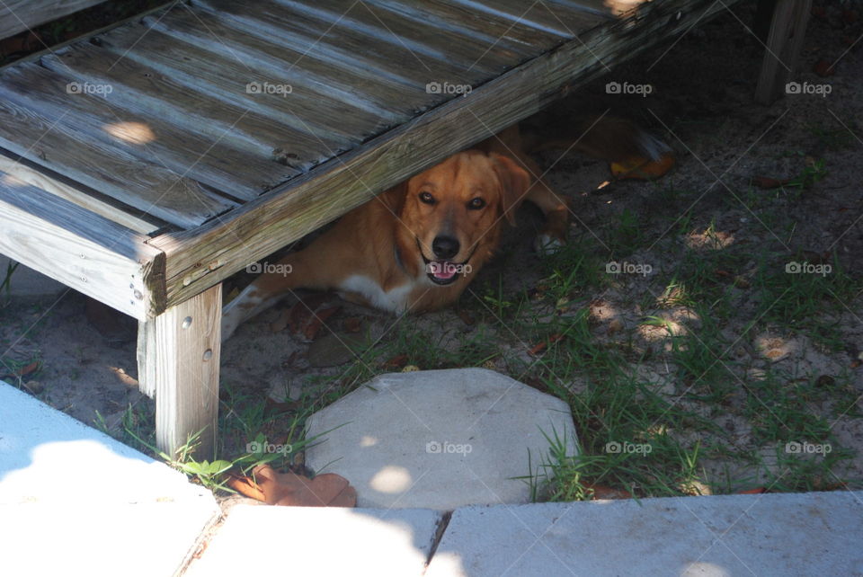 A lazy dog hiding from the sun