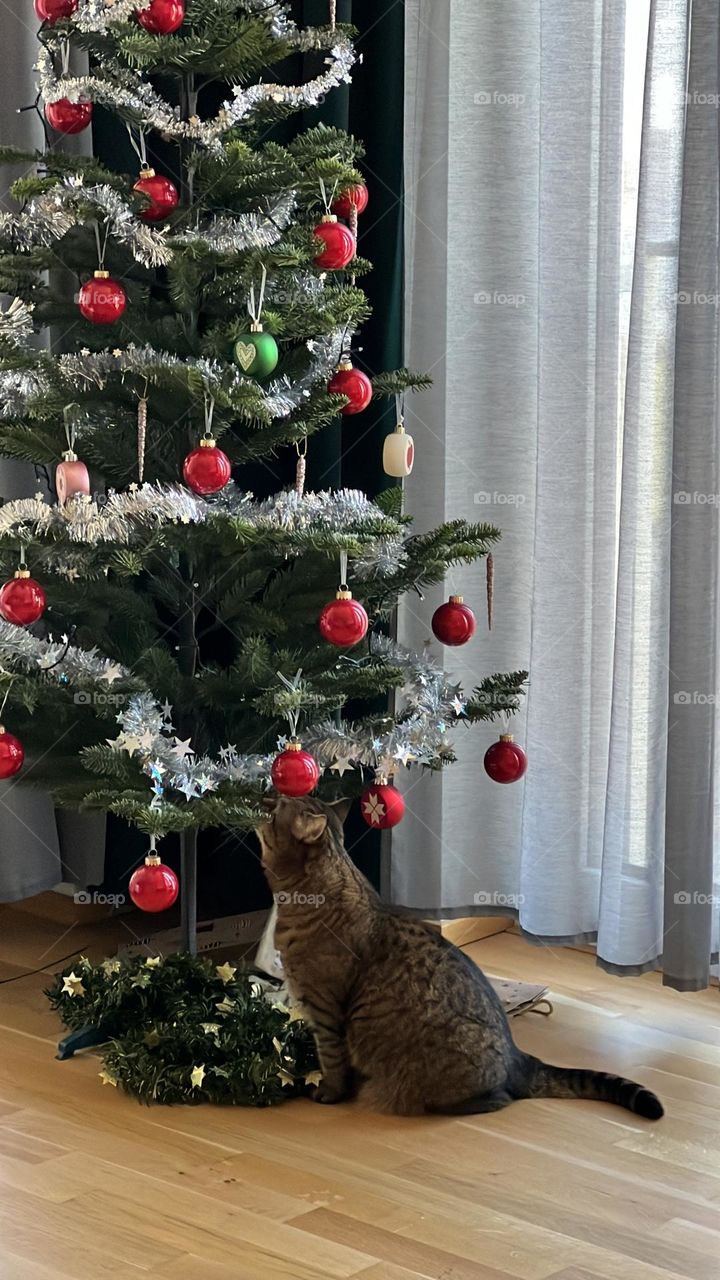 Cat and the Christmas Tree
Curious and cozy — a cat investigates the artificial Christmas tree, adding festive charm to a holiday moment.