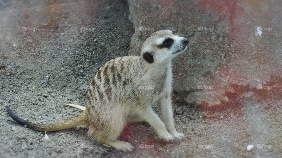 Crouching Meerkat