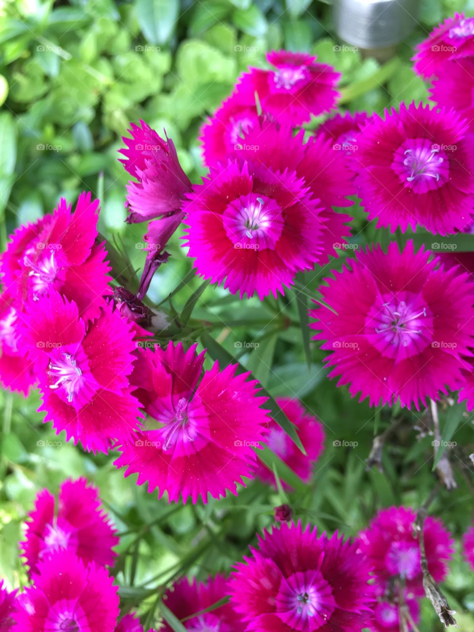 Pink flowers