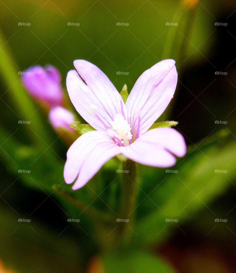 spring nature flower macro by leesure