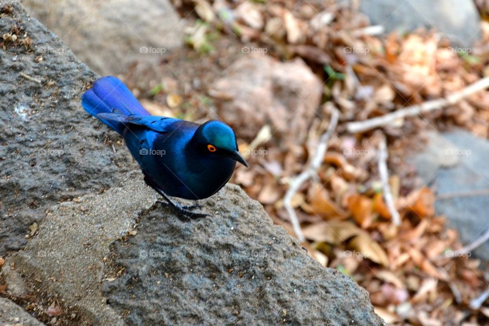 Glossy Starling
