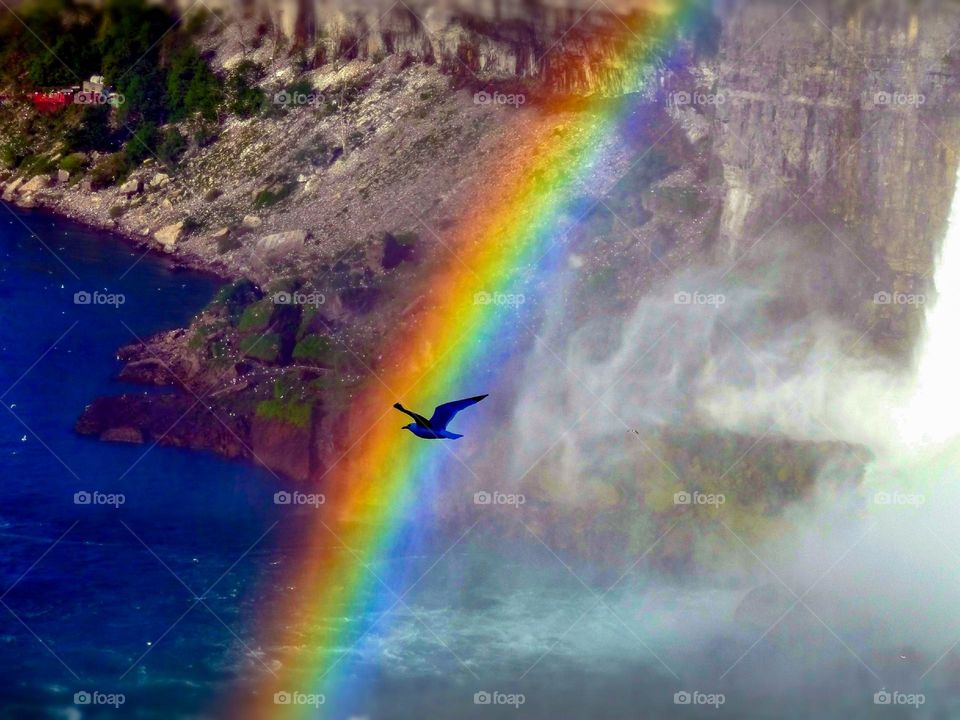 Somewhere over the rainbow.... stunning shit of a bird flying through a rainbow. This stands for hope and faith and is so beautiful.