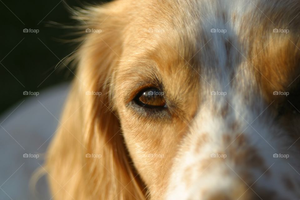 Eye of dog