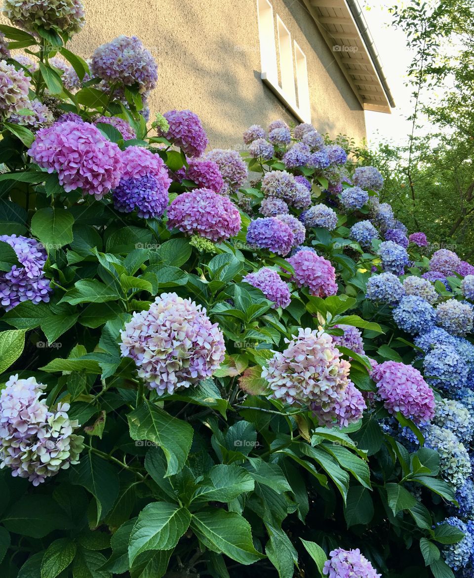 Hydrangeas for Kathy