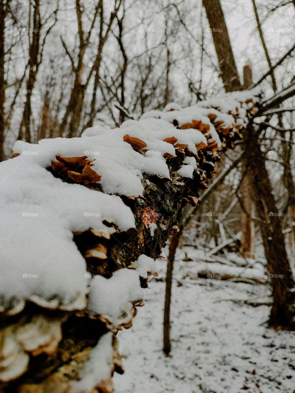 Tree trunk covered with brown mushrooms under the snow in winter forest
