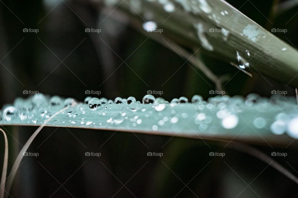 droplets