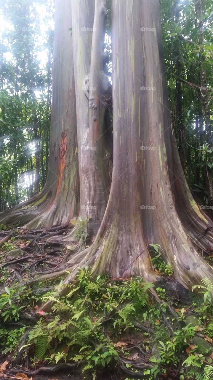Exotic trees on the Road to Hana (Hawaii)
