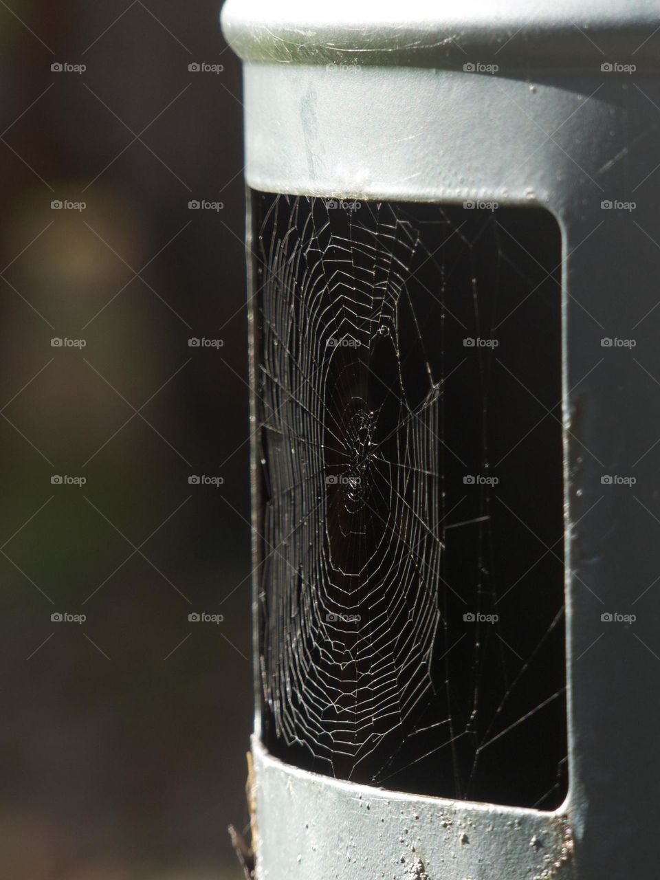 Quite a talented artist, the spider