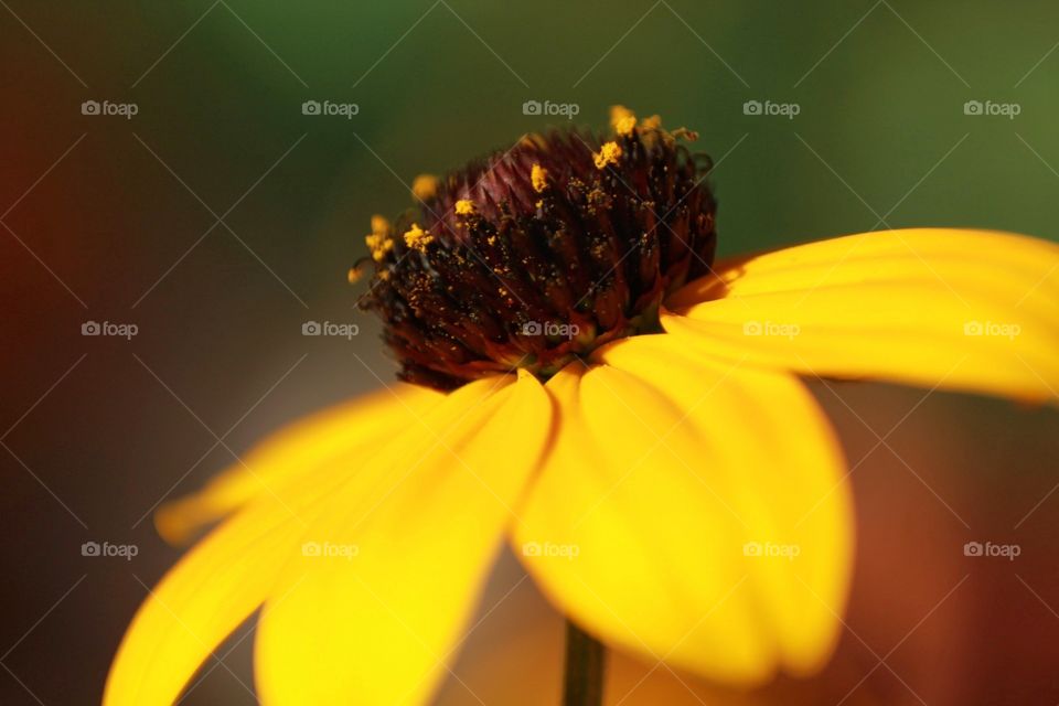 Blackeyed susan