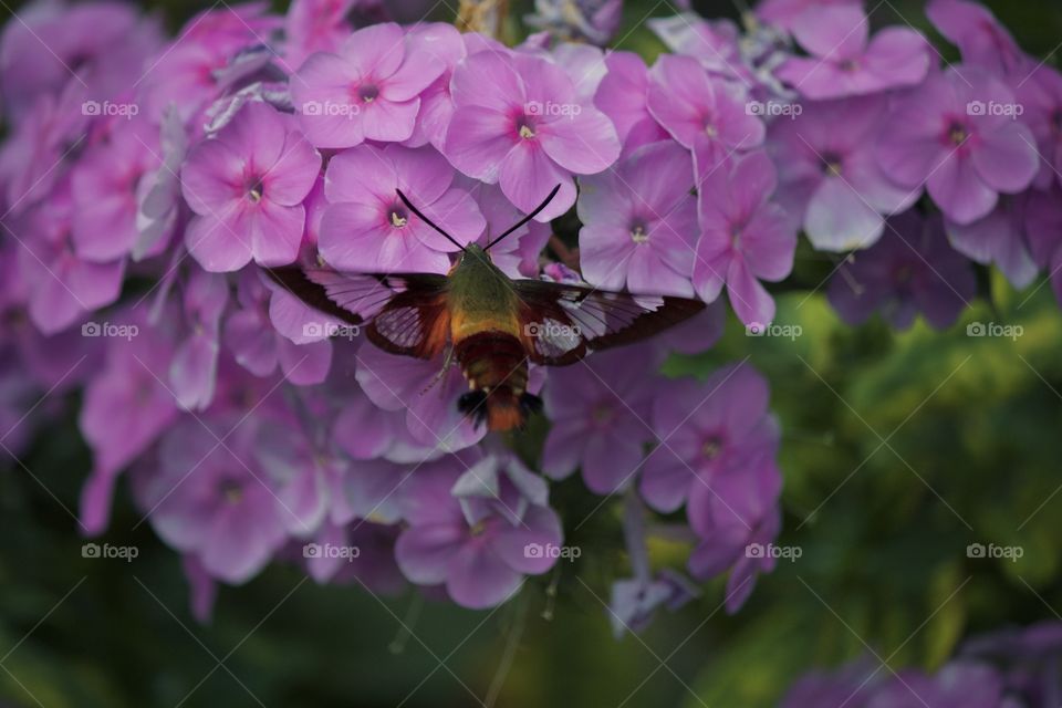 Clearwing Hummingbird Moth on flowers