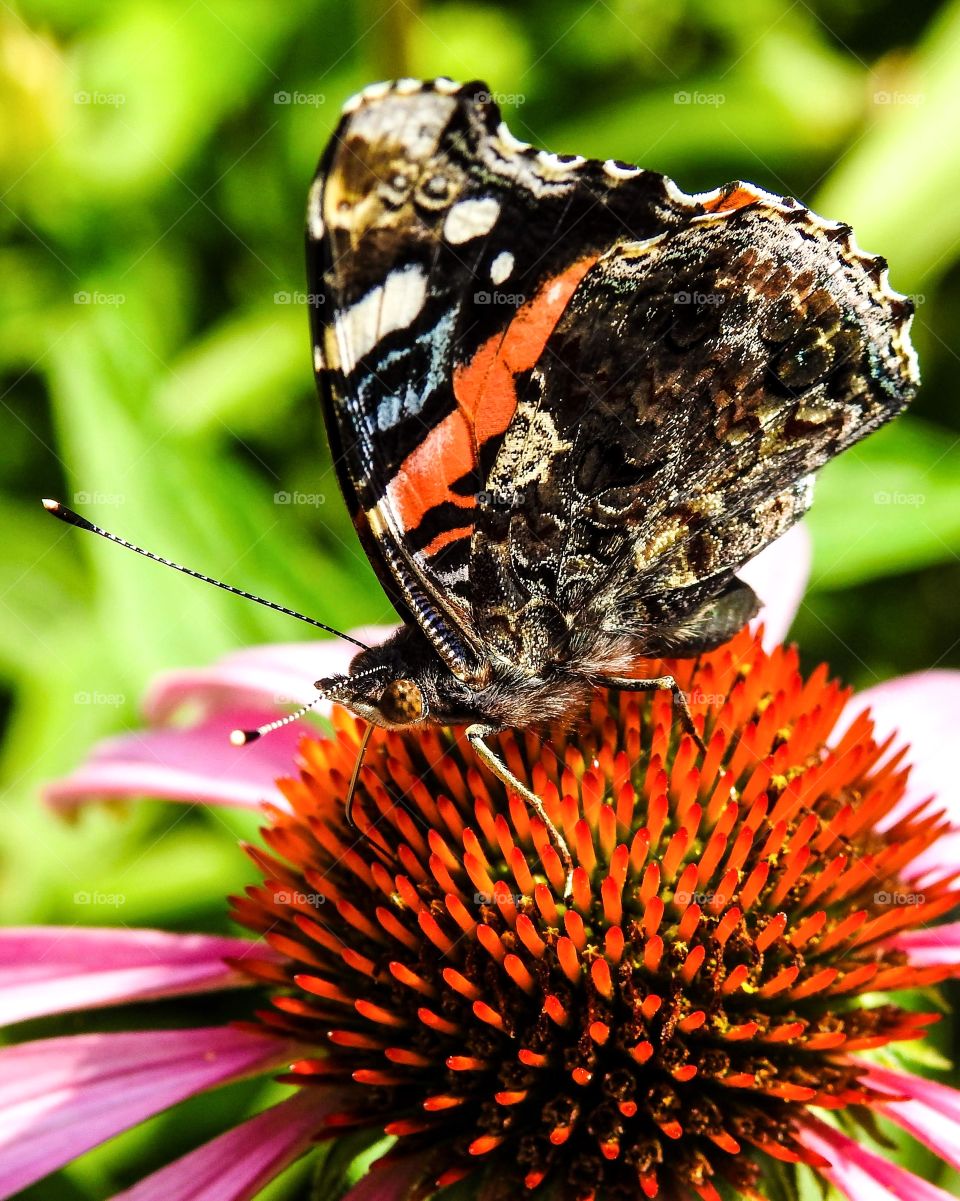 Painted Lady Butterfly On A Pink Coneflower Macro
