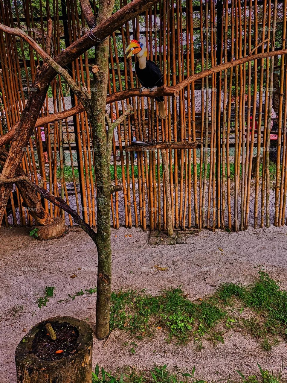 Wrinkled Hornbill (Aceros Corrugatus) It is a large bird with black feathers and the neck is bright yellow is indigenous to South East Asia, and lives in swamp
areas and rainforests.