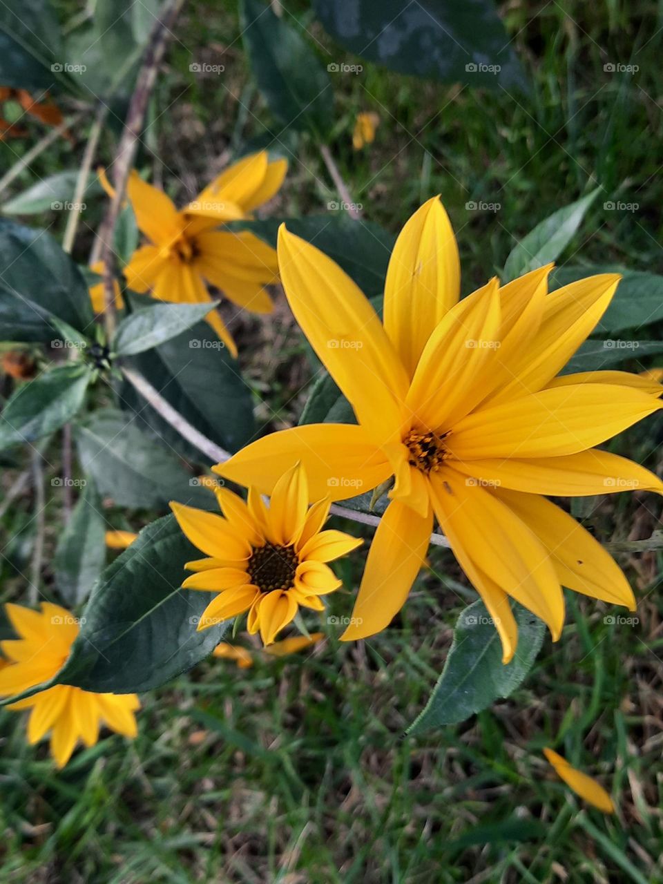 yellow flowers of topinambur