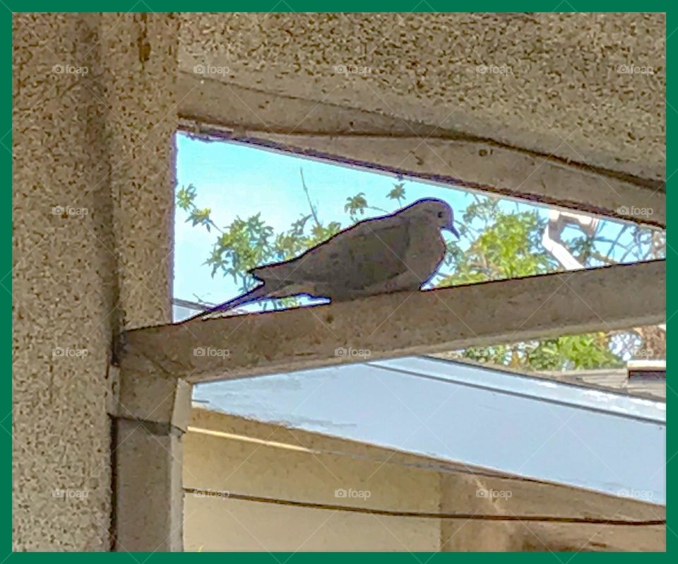 A lovely, peaceful dove sitting beneath the roof on a fine Memorial Day morning. It is indeed a wonderful sight to enjoy and appreciate.