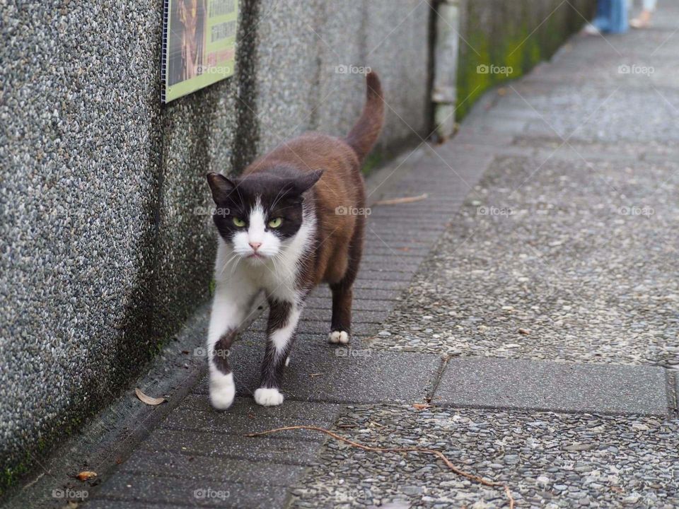 This cat was just passing by.
