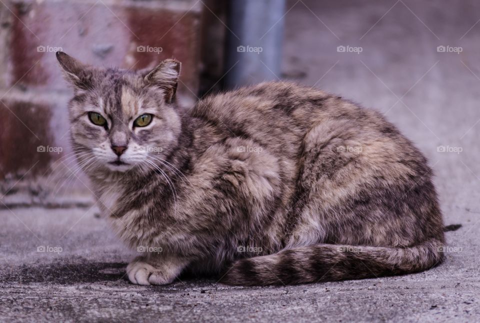 View of  a cat sitting