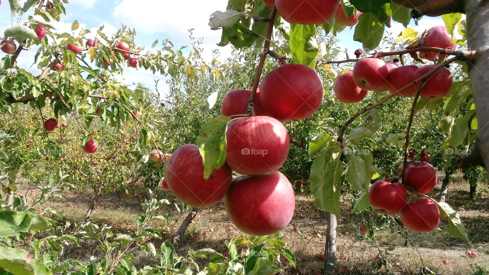 ripe red apples on branch