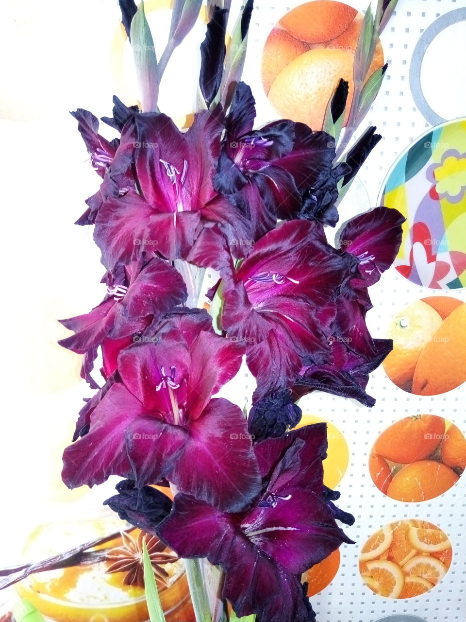 цветы.гладиолусы.флора.