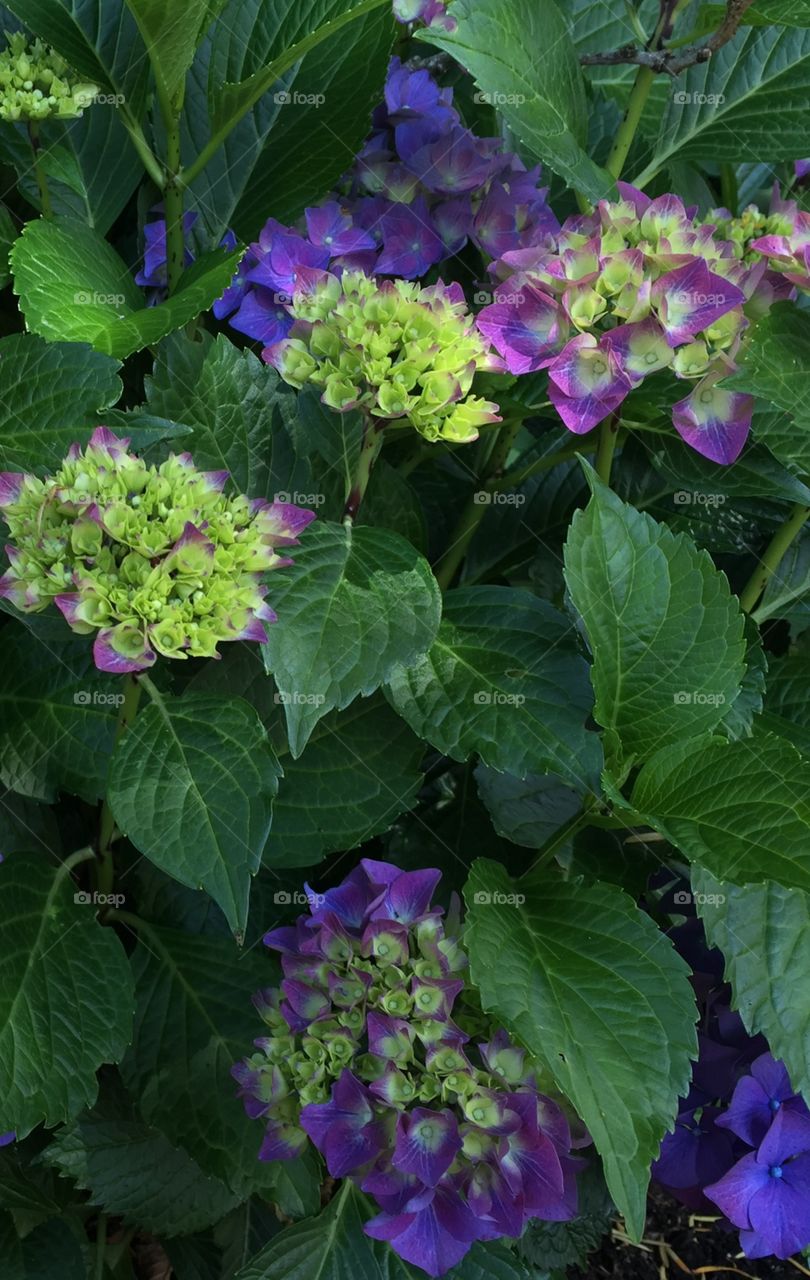 Hydrangea 