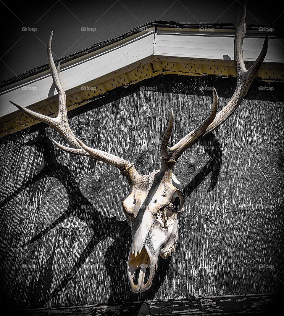 Skull trophy on a shed rustic edit. 