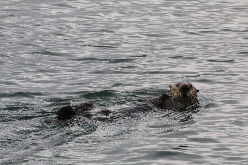 Hello, Mr. Sea Otter