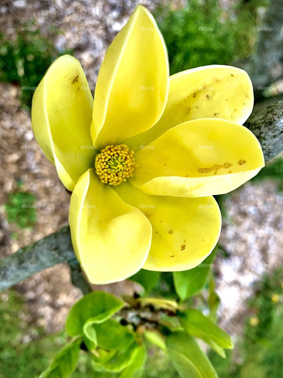 Flower in a butterfly garden