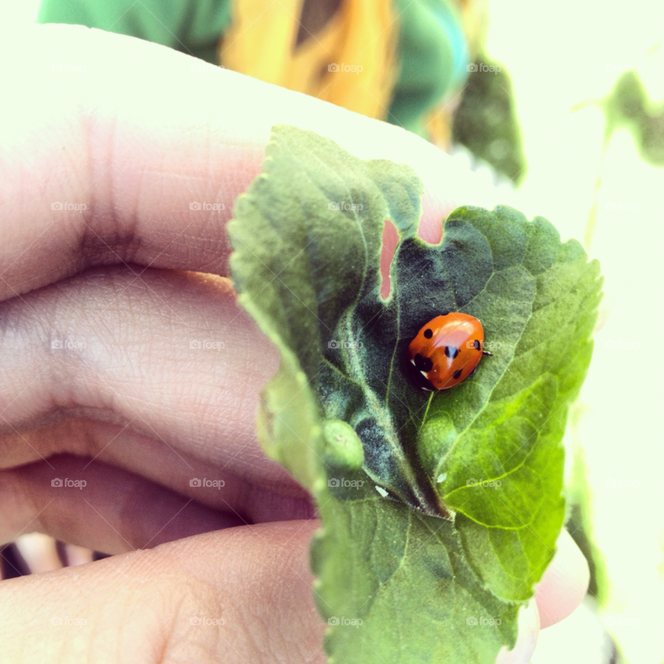 sweden macro summer leaf by rauknrolla