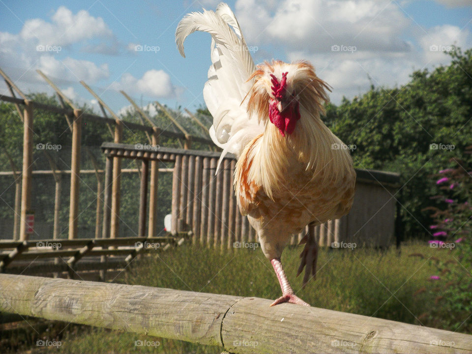 funky chicken on a wooden beam at Wingham wildlife park