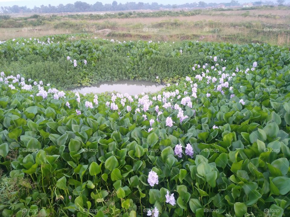 flowers in the water.