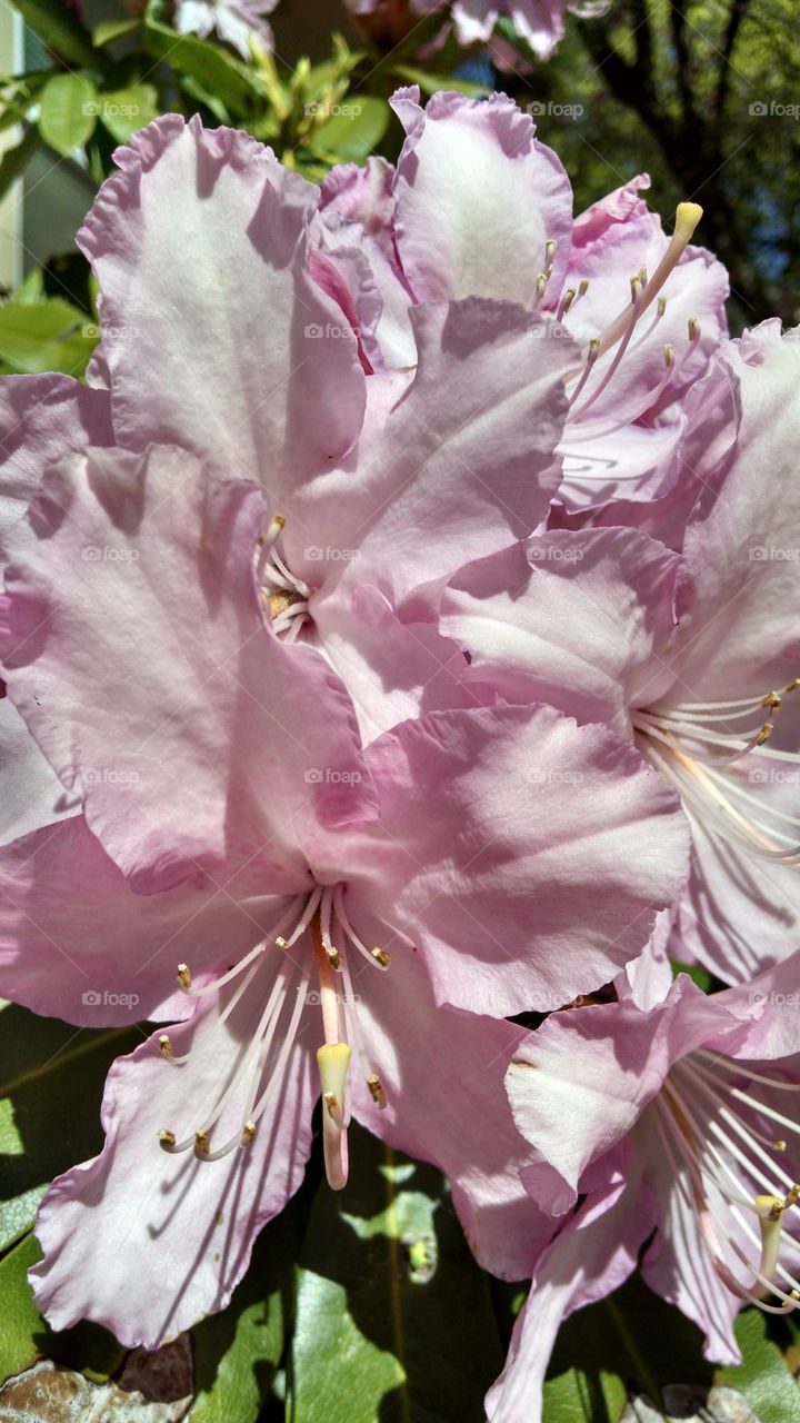 pink azalea