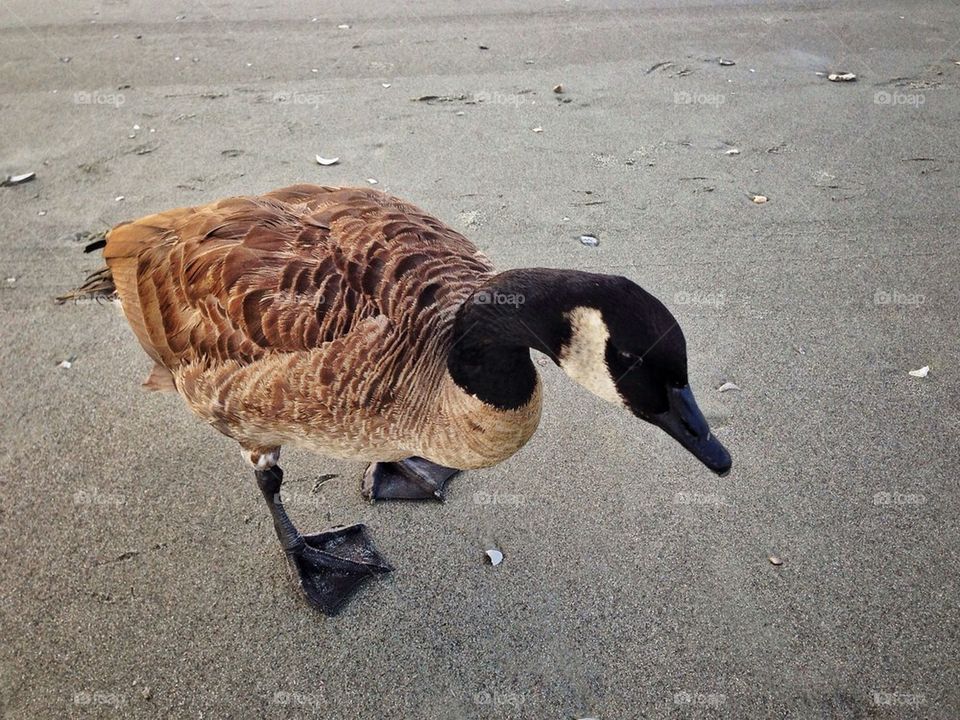 Don't you come closer or I'll peck you!