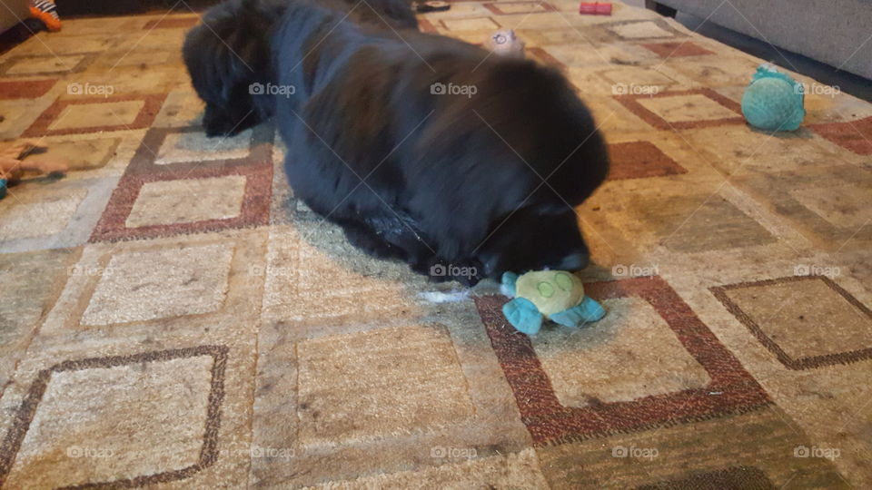 No Person, Floor, Desktop, One, Mammal