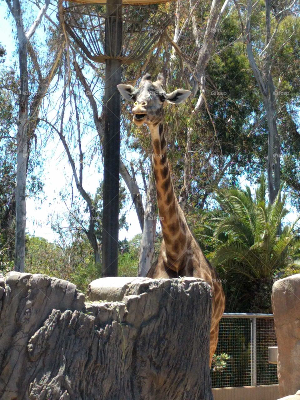 giraffe