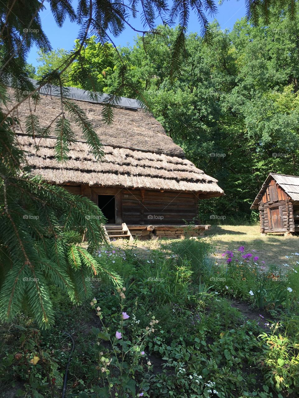 House in the forest 