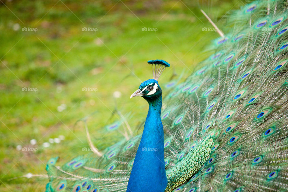 Peacock