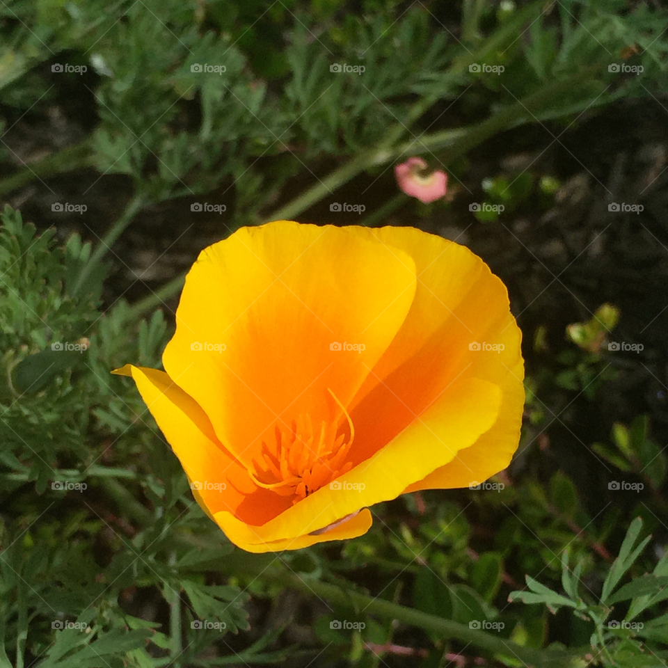 California poppy, Presidio variety 