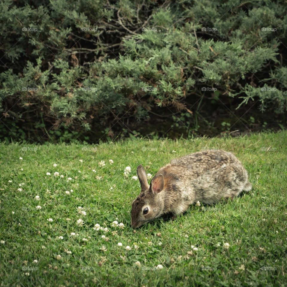 Rabbit in grass garden