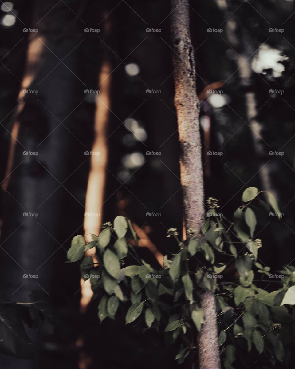 sunshine finally appearing in the woods after a long dark night.