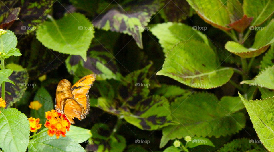orange butterfly