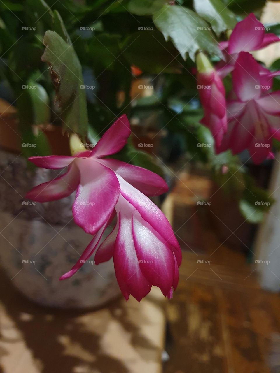 Beautiful Schlumbergera on a warm spring day. Cozy atmosphere.